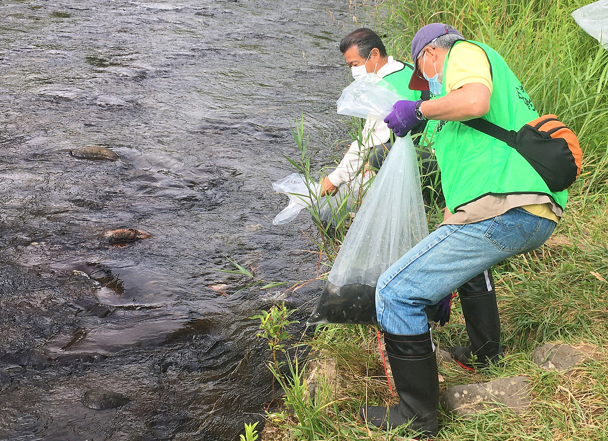 ヤマメ釣りを楽しんで 琴似発寒川 ことにはっさむがわ にヤマメ１万尾放流 公財 日本釣振興会北海道支部 釣具新聞