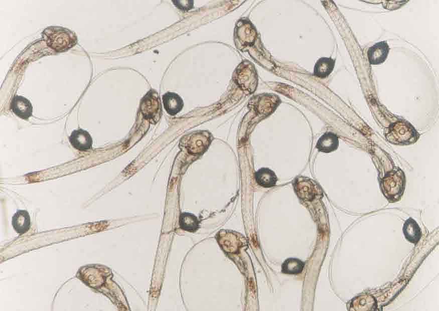 クロダイの孵化仔魚の写真