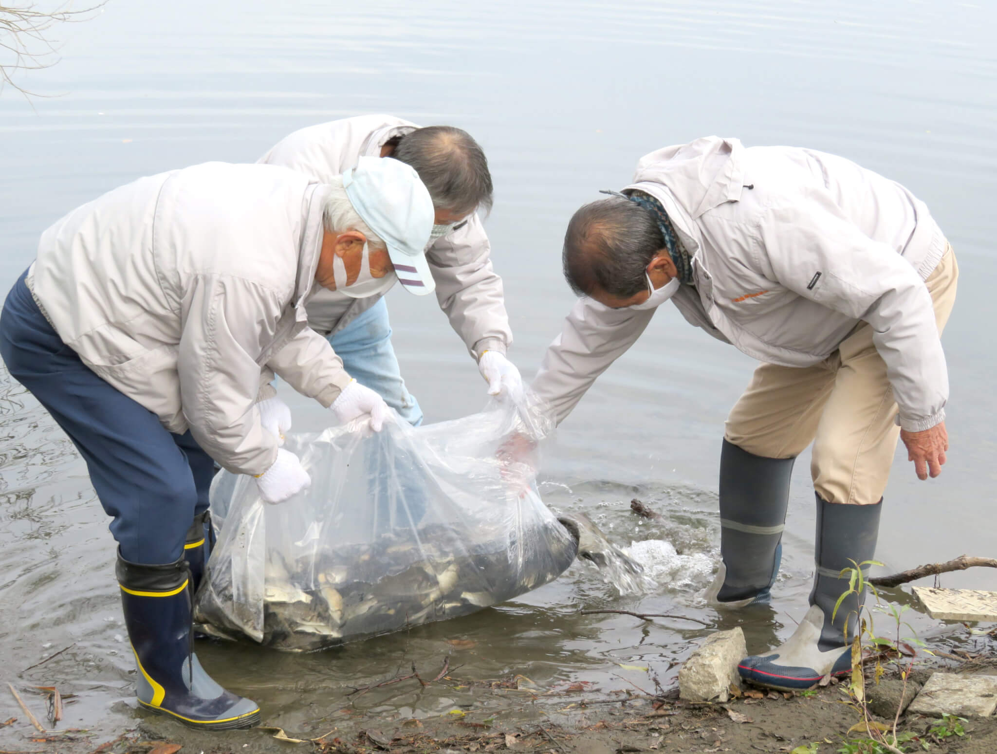 日本釣振興会埼玉県支部 埼玉県入間川水系にウグイ マブナを放流 釣具新聞