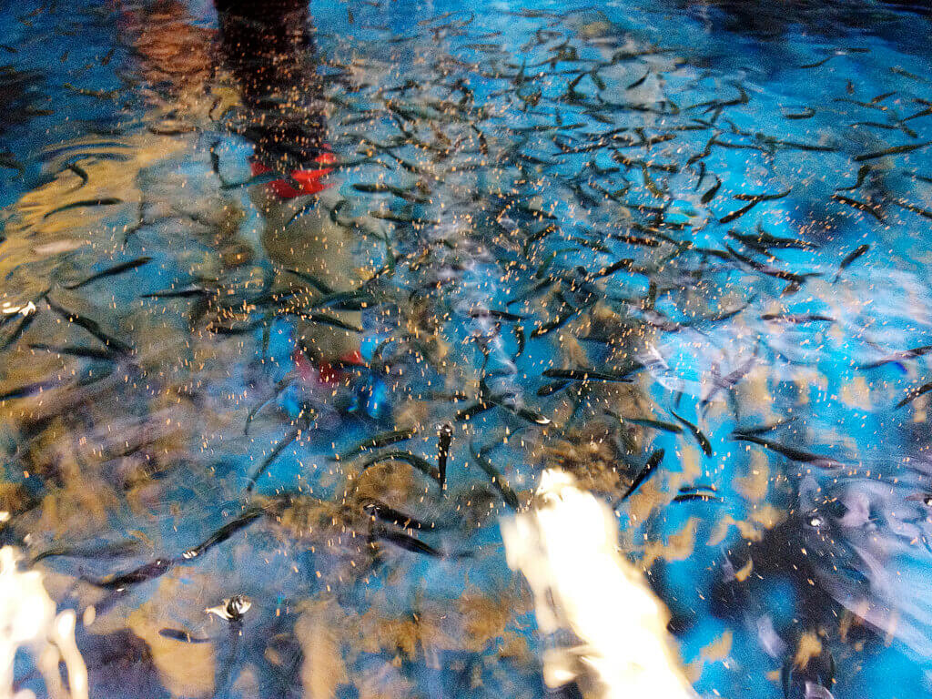 アイナメの稚魚