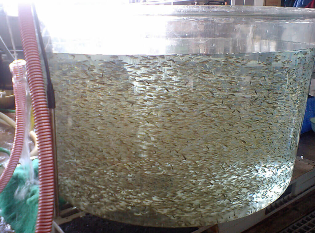 スズキの稚魚