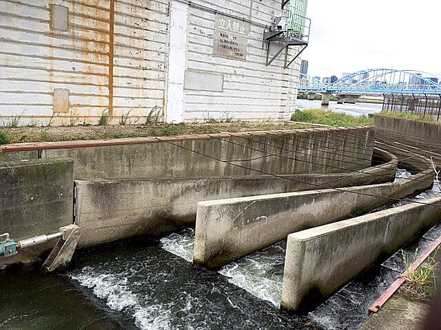 淀川の魚道