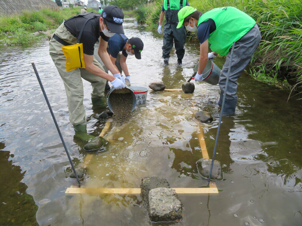 日本釣振興会埼玉県支部が行ったオイカワの産卵床作りの様子