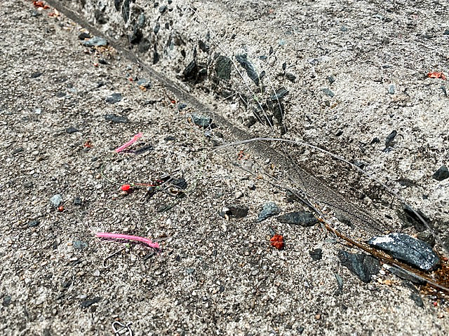 キャスティングの野北漁港清掃で落ちていたゴミ