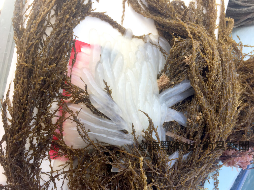 流れ藻（ガラモ）に付着するアオリイカの卵塊