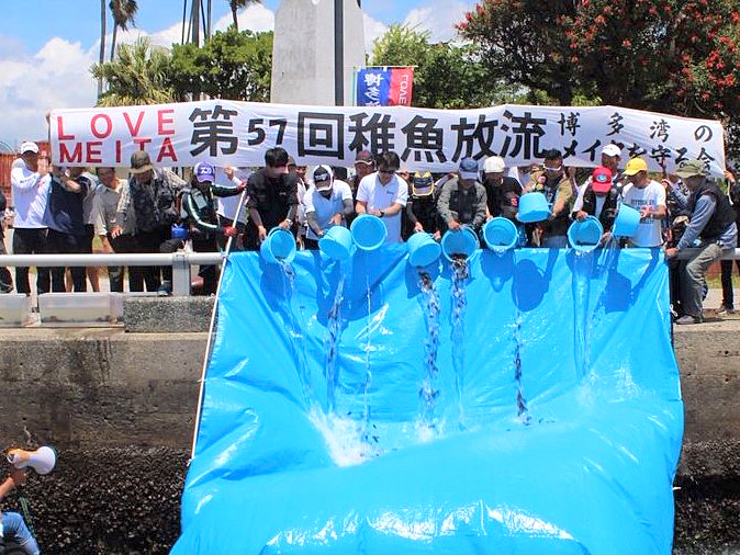 「博多湾のメイタを守る会」による、コロナ禍前の2019年６月に行われた稚魚放流の様子