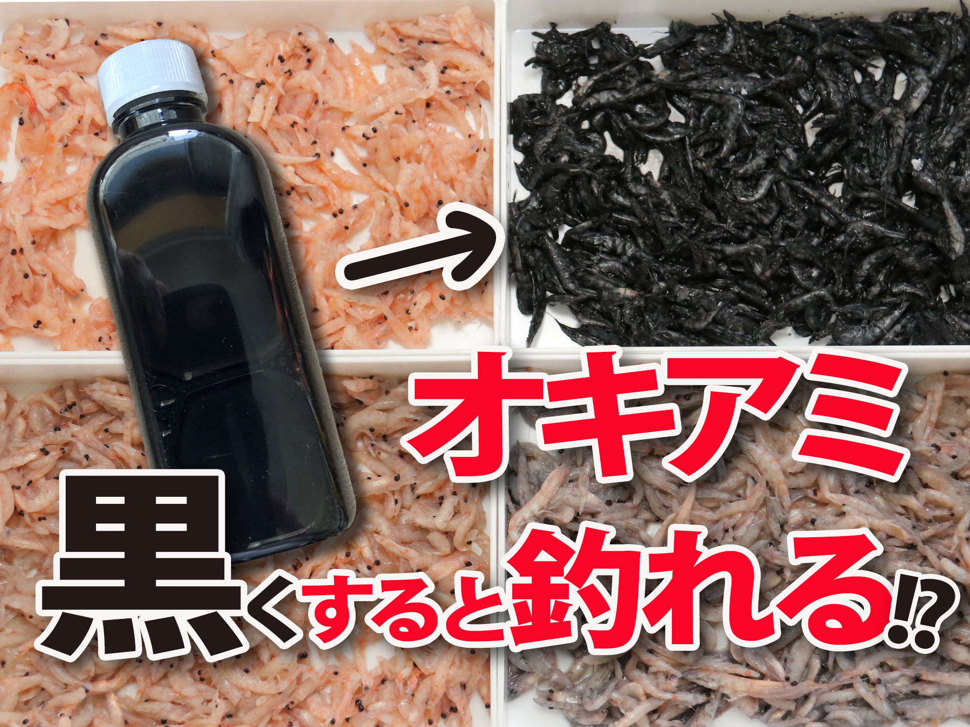 磯釣り師に朗報!】オキアミを黒くするとよく釣れる？革命的なエサ取り対策「オキアミブラック」 釣具新聞 釣具業界の業界紙 公式ニュースサイト