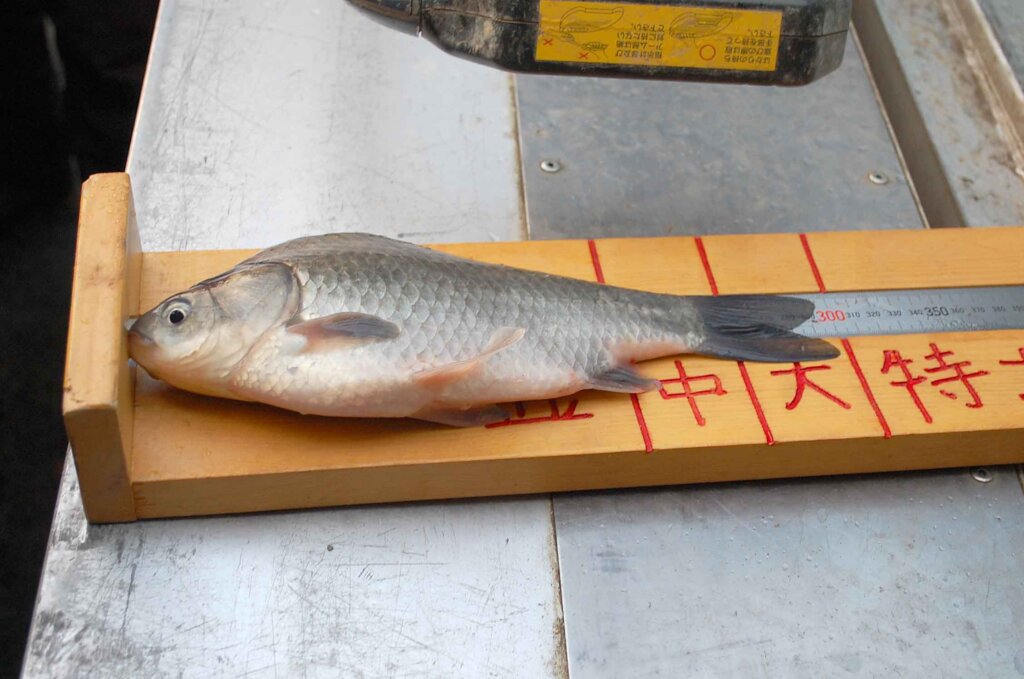 日本釣振興会東京都支部で放流されたヘラブナ