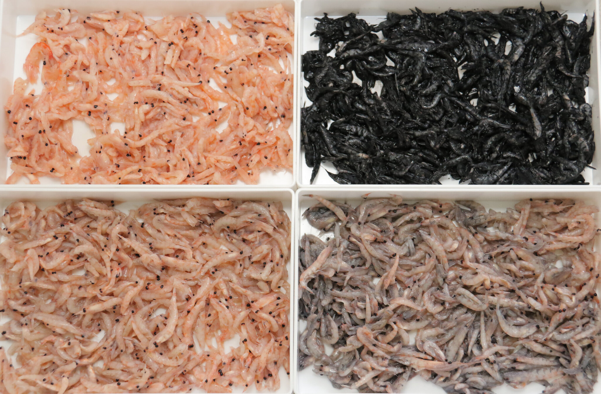 【磯釣り師に朗報!】オキアミを黒くするとよく釣れる?革命的なエサ取り対策「オキアミブラック」 | 釣具新聞 | 釣具業界の業界紙 | 公式 ...