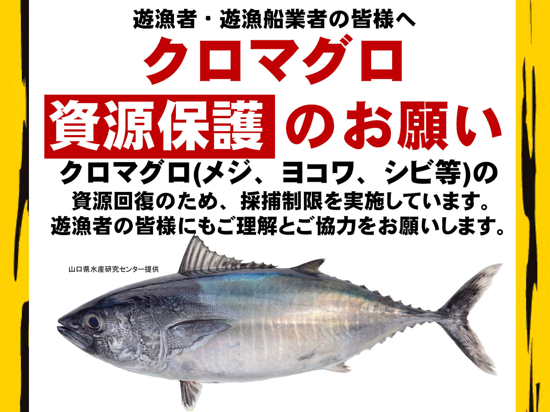 【３月31日まで】クロマグロ遊漁禁止。キャッチ＆リリースを前提とした釣りも禁止、意図せず釣れたら直ちにリリースを
