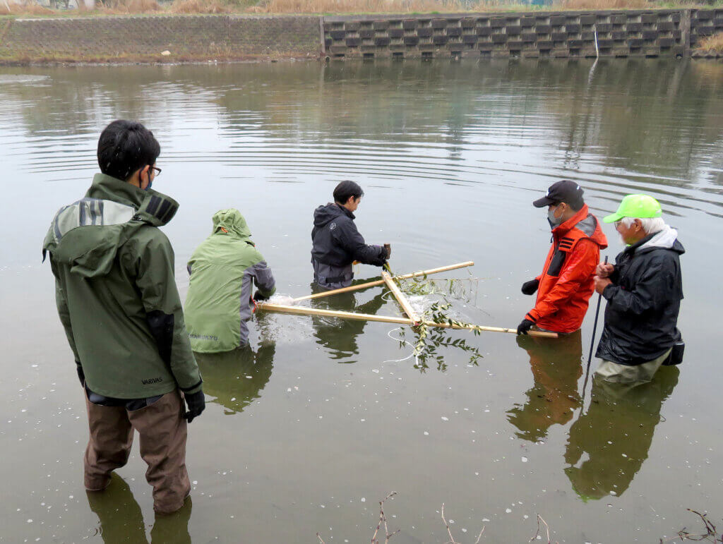 日本釣振興会埼玉県支部のコイの産卵床設置の様子