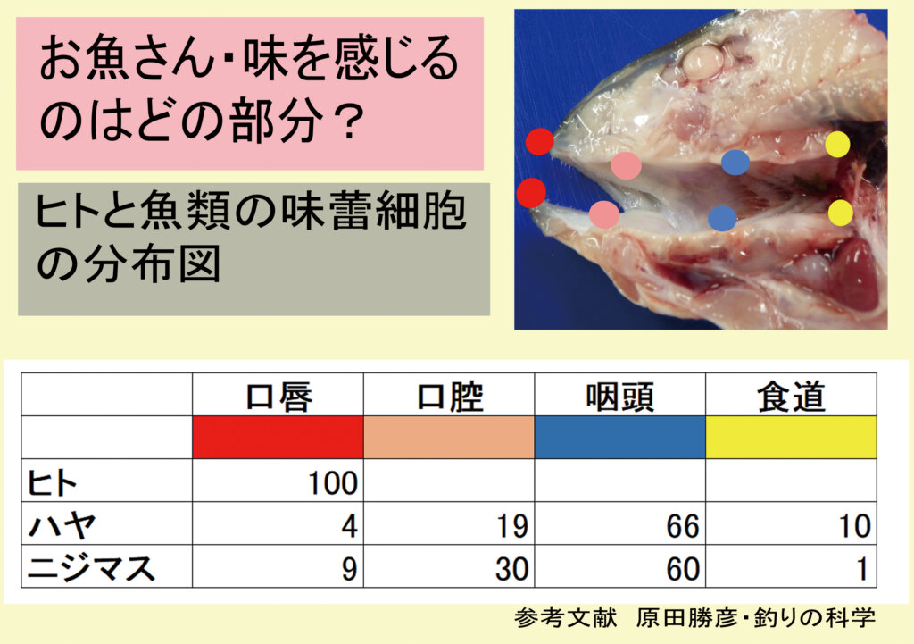 ヒトとお魚さんの味蕾細胞の分布