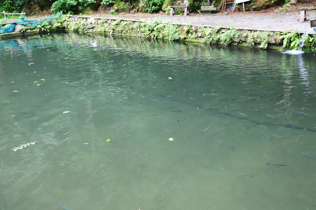矢納フィッシングパークの釣り池