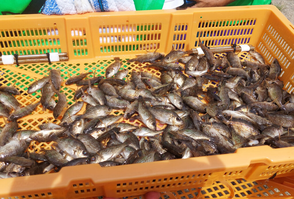 大阪湾稚魚放流で放流されたメバル