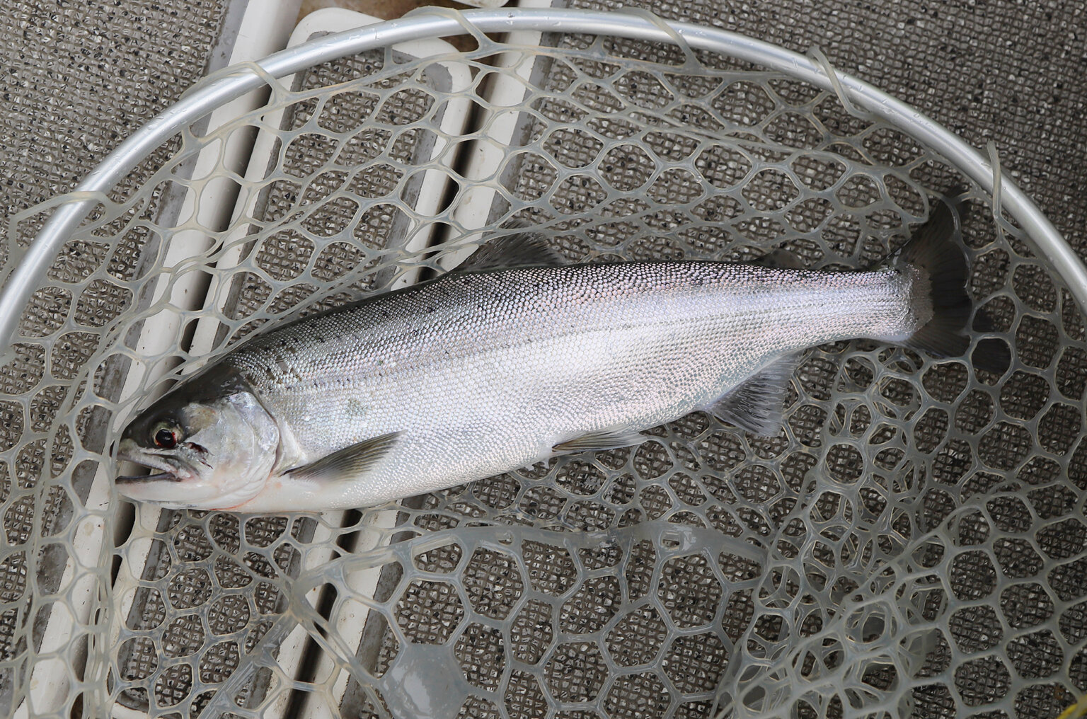 人気上昇中のビワマス釣り！体験トローリングも大盛況、65㎝も登場。ビワマス料理も絶品！【ビワマスプロガイド協会】 | 釣具新聞 | 釣具業界の ...