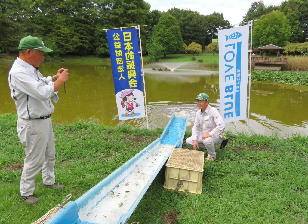 日本釣振興会埼玉県支部の城山公園での放流の様子