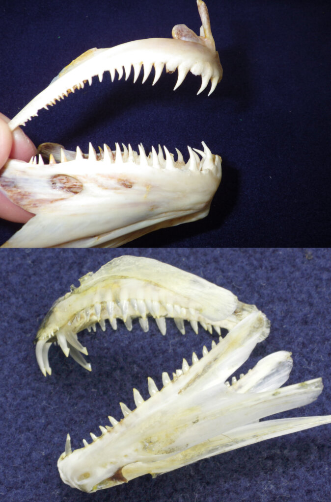 似た構造をしているヒラメ（上）とタチウオ（下）の歯