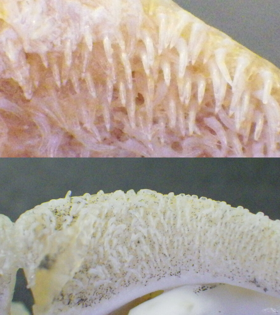 似た構造をしているブリ（上）とシーバス（下）の歯