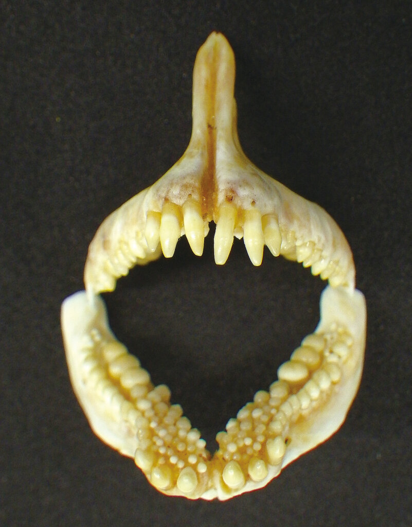 オキアミを吐き出したクロダイの歯の標本