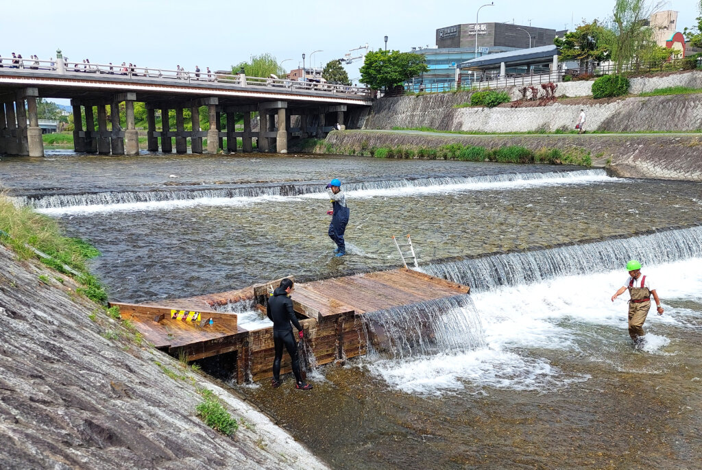 京の川の恵みを活かす会で設置された魚道