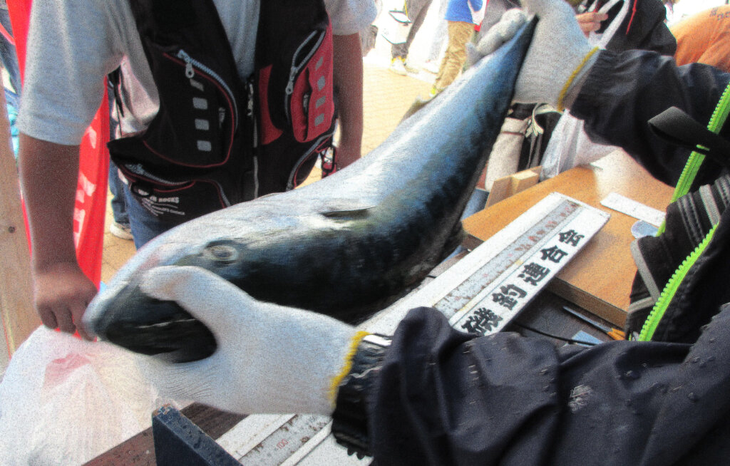 「第23回兵庫県民釣大会」で審査所に持ち込まれたブリ