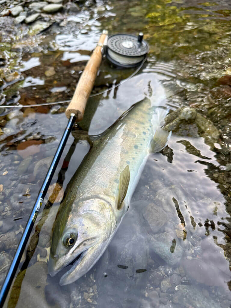 上野村で釣れた魚