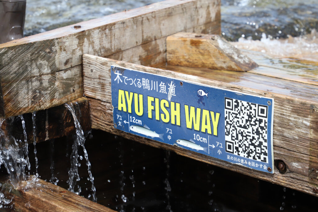 京の川の恵みを活かす会で設置された魚道