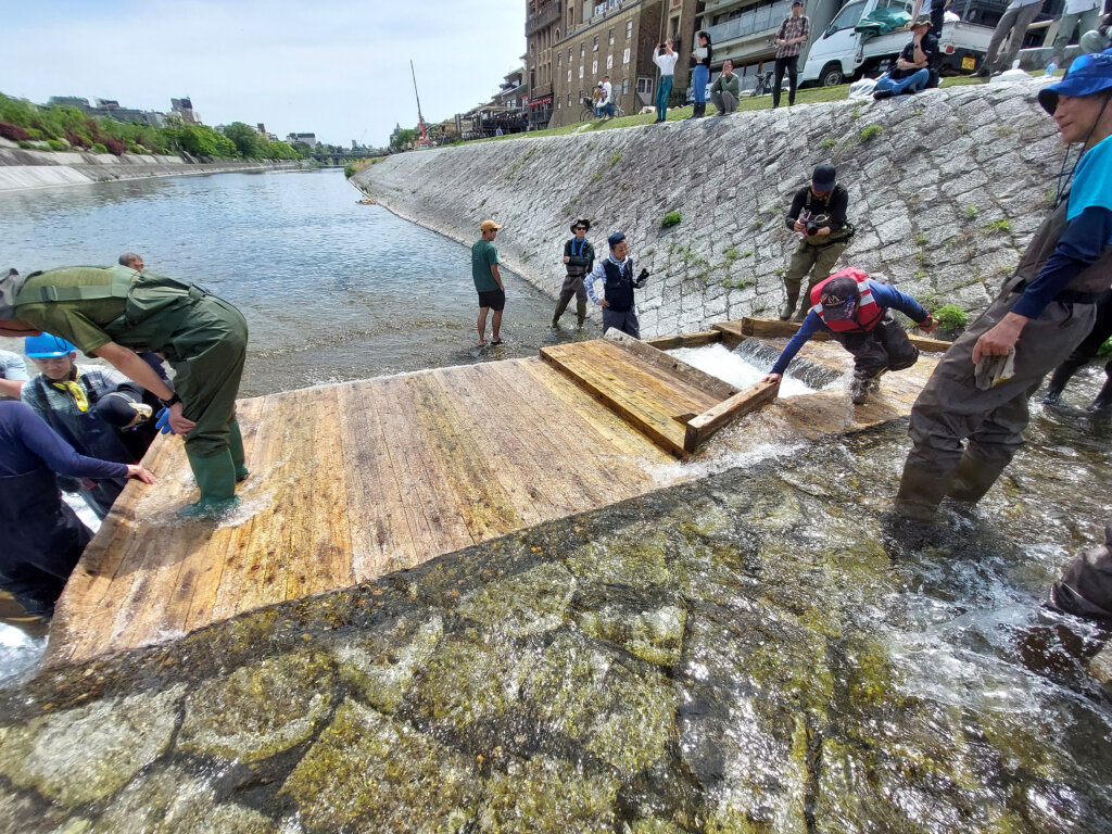 京の川の恵みを活かす会で設置された魚道