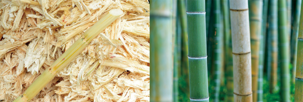 バガスと竹のイメージ