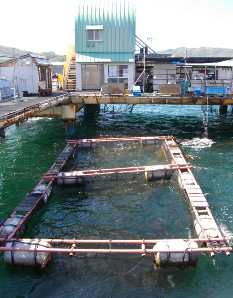 「福岡市海づり公園」の海洋釣堀