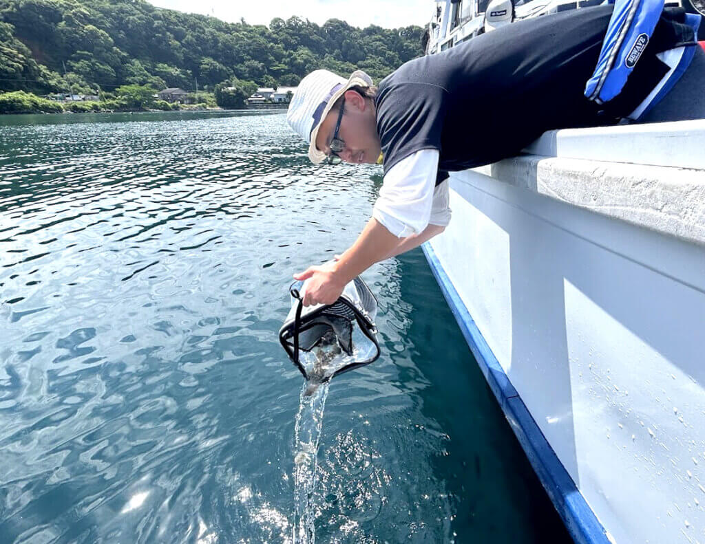 イシグロのヒラメ放流の様子