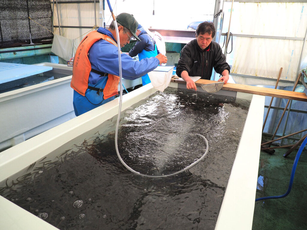 河口湖漁協のワカサギの採卵の様子