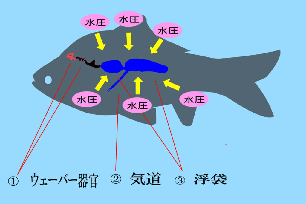 ヘラブナの構造と水圧のイメージ