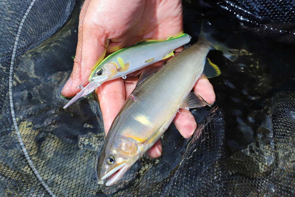 大内山川での鮎ルアーで釣ったアユ