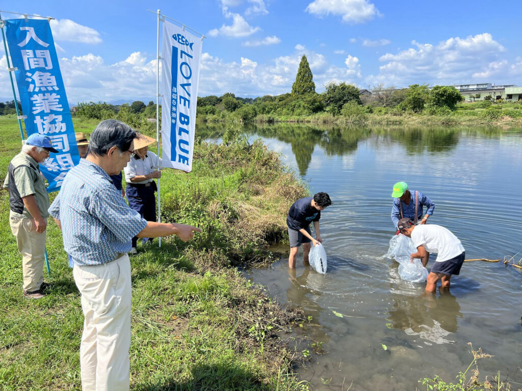 入間川の豊水橋周辺での放流の様子