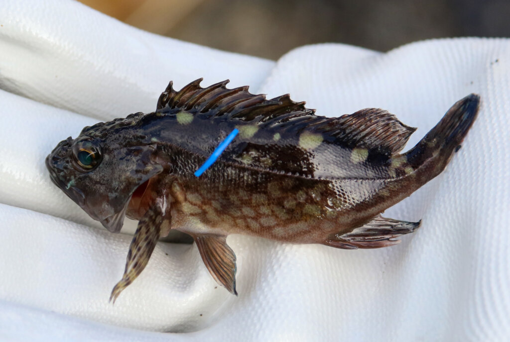 東京湾稚魚放流でタグ打ちされたカサゴ