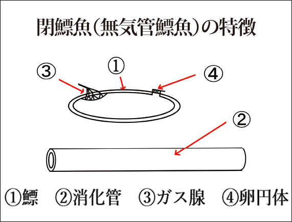 閉鰾魚のイメージ