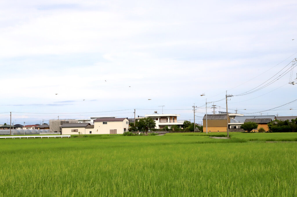 特別栽培の田んぼ