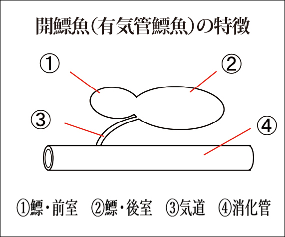 開鰾魚のイメージ