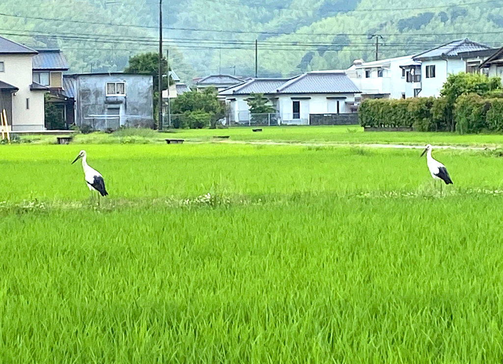 田んぼに渡来したコウノトリ