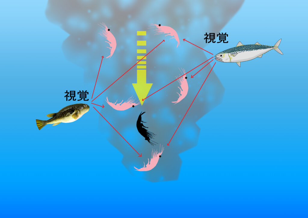 エサ取りの視覚と黒くしたオキアミのイメージ