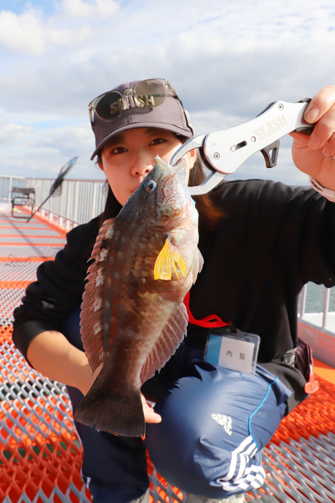 須磨海づり公園で釣れた魚